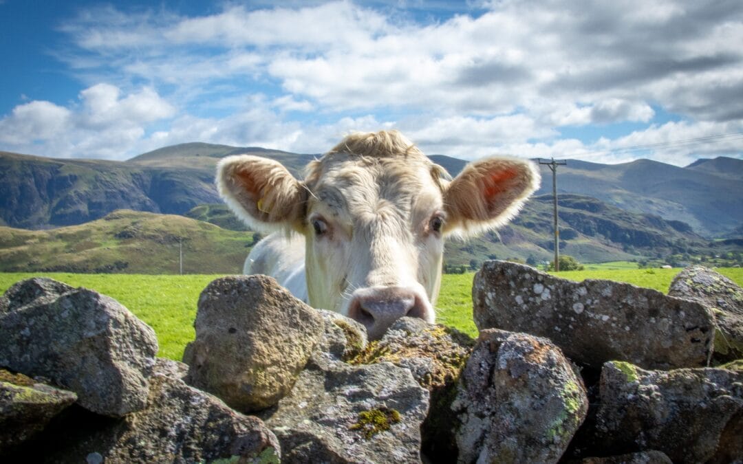 A First-Timer’s Guide to the Lake District
