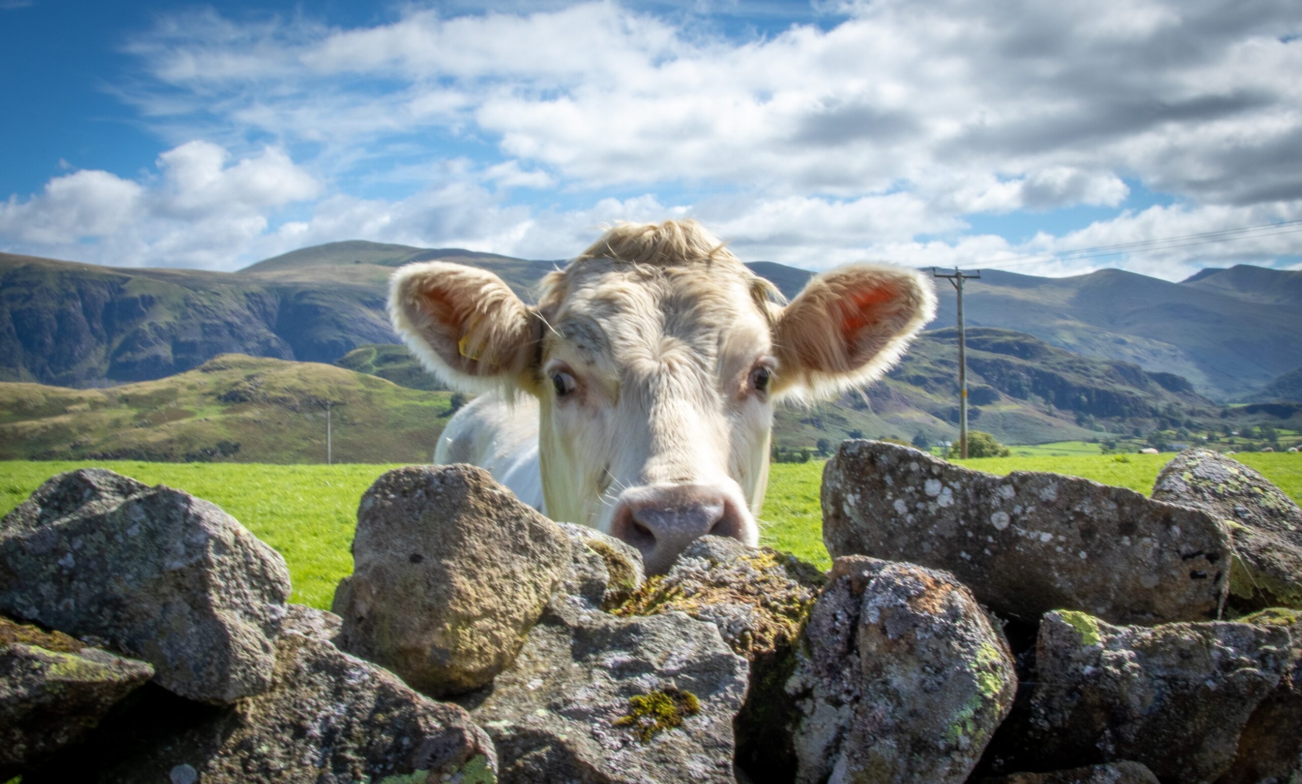 A cow looking over a drystone wall in the Lake District